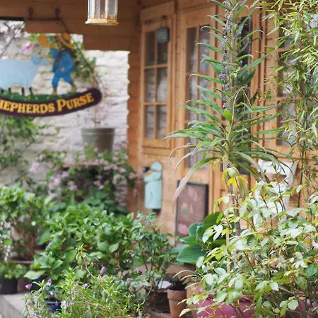 The Shepherd's Purse